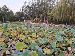 -河北省园博园