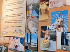 -翊宠yipet猫狗购宠庄园犬舍•猫舍