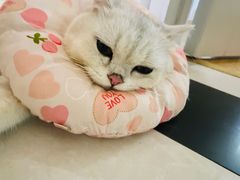 -联合动物医院(光谷诊疗中心)