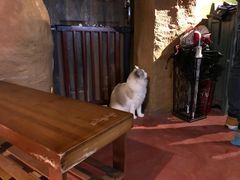 -猫猫幼稚园·撸猫·桌游·电玩
