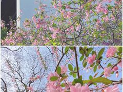 -莫愁湖公园