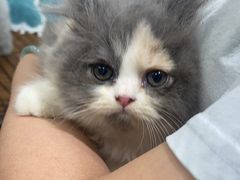 -佳雯宠物医院·皮肤科·内外科(春晓路分院)