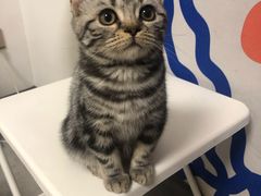 -团子家猫咪猫咖馆·柯基·柯尔鸭