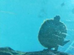 -苏州海洋馆