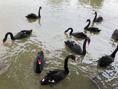 -长兴太湖图影湿地文化园
