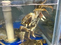 -阳澄湖大闸蟹·琼灵阁牌品牌连锁(吴中总店)
