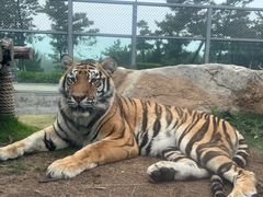 -西霞口神雕山野生动物世界