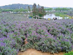 -大塘金香草谷