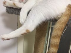 -瑞派福兴宠物医院犬猫全科·骨科·中西医结合(河东店)