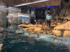 -帝企鹅自助餐厅•儿童岛•真企鹅(长隆企鹅酒店)