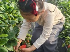 -喜杨洋草莓采摘园