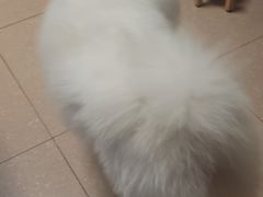 -创凡宠物医院·骨专科  猫科中心(西乡分院)