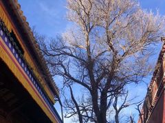 -塔尔寺