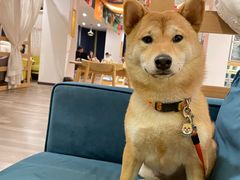 -四姑娘山阿巴郎·藏式花园餐厅