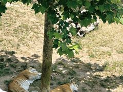 -西霞口神雕山野生动物世界