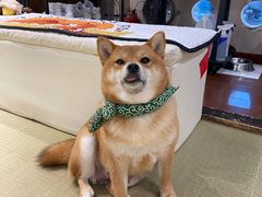 -逗柴咖啡屋·狗咖猫咖宠物桌游