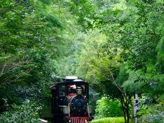 -合肥滨湖国家森林公园