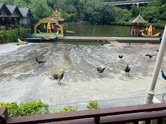-西双版纳原始森林公园