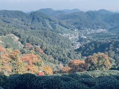 -龙井村