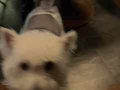 -gula
