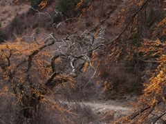 -贡嘎雪山