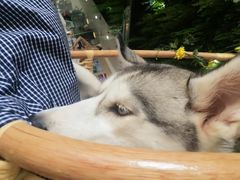 -Husky Go! 哈士奇体验馆·宠物咖啡厅狗咖