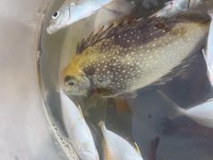 -小猫钓鱼海钓俱乐部(椰梦长廊店)