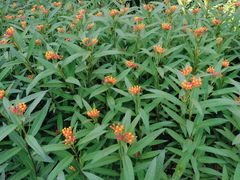 -西湖风景区-江洋畈生态公园