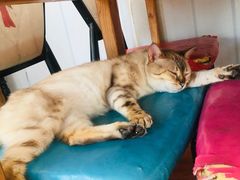 -猫小院猫主题咖啡厅(北锣店)