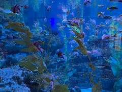-海合安成都极地海洋公园