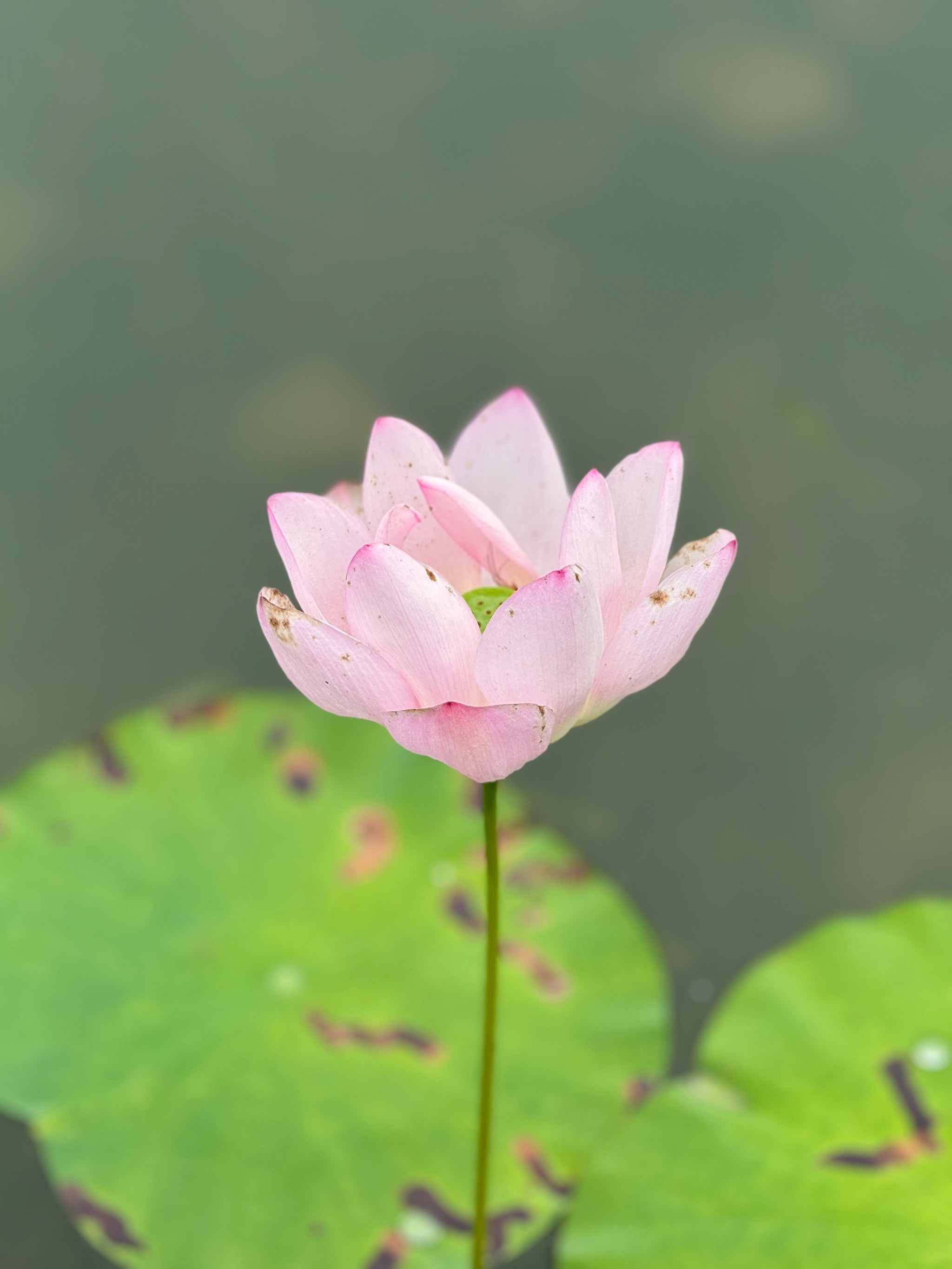 季节的第一朵花