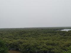 -北海金海湾红树林生态旅游区