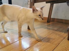 -Cappucimeow猫咪咖啡馆(韦伯时代店)