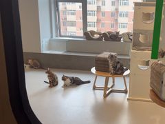 -Cappucimeow猫咪咖啡馆(韦伯时代店)