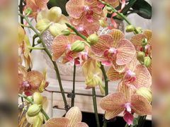 -双季花艺园艺市场(浦东店)