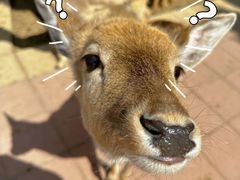 -济南野生动物世界