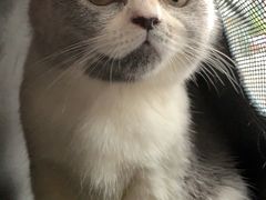 -瑞派名望志远动物医院·猫科·內科·异宠专科(直港大道店)