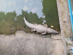 -广州长隆飞鸟乐园