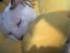 -伟伟宠物医院·瑞派猫友好医院·猫科(光谷店)