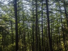 -鲁山国家森林公园