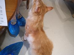 -藏猫猫咖啡主题馆(中央大道店)