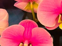 -洋洋中餐馆·SINCE 1997(信投店)