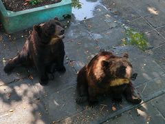 -西霞口神雕山野生动物世界