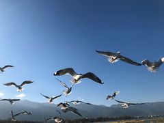 -大理洱海