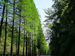 -青城山