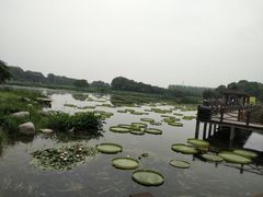 -荷塘月色湿地公园·向阳花洲