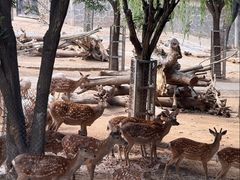 -石家庄市动物园