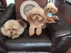 -多卡布奇宠物生活馆(上林世家店)