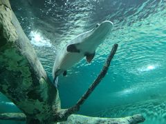 -上海海洋水族馆