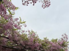 -嘉定紫藤园